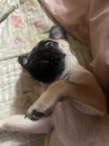  Pug. Fêmea 