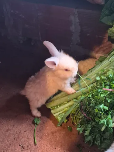 Fofinhos e fofinhas!