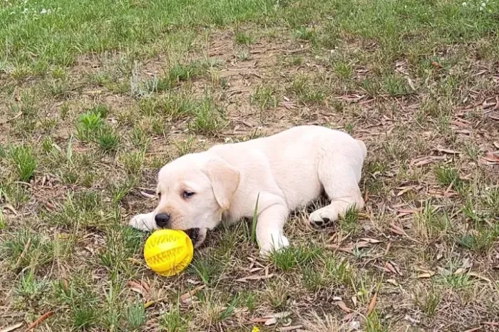Labrador Linhagens campeã, e pais importados 
