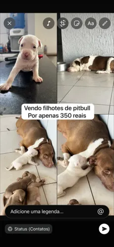 VENDO FILHOTES DE PITBULL 350 reais