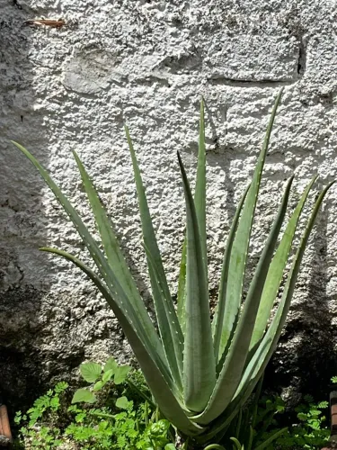 Babosa gigante 60cm