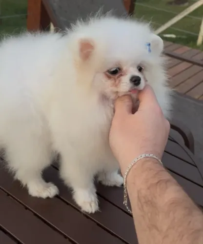 Lulu da Pomerânia Alto Padrão 