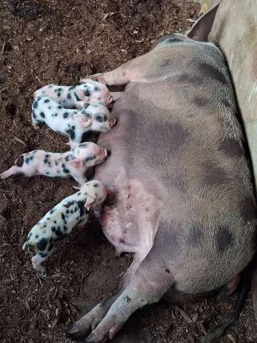 Filhotes de caruncho 