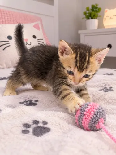 Gata Bengal