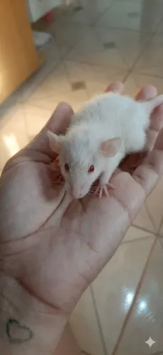 Rato twister híbrido rex com standard