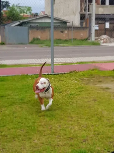 Pit monster doação