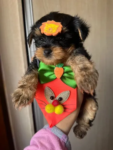 Yorkshire terrier 