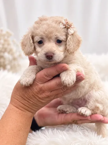Poodle disponível a pronta entrega fêmea 