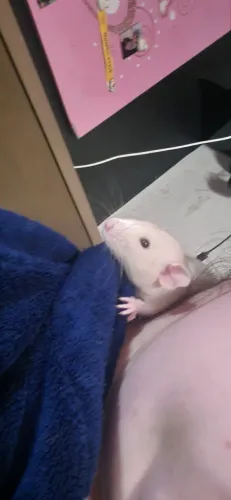 Rato twister macho dupla ( marrom e um bege rex )