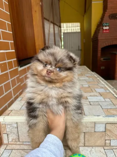 Spitz Alemão disponível para um lar cheio de amor