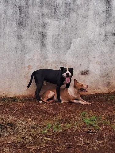 Casal de pitbull pra doação 