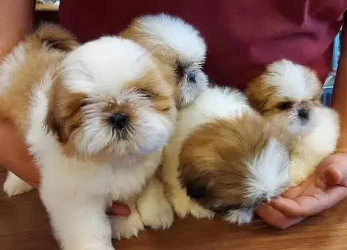Shih Tzu 50 dias 