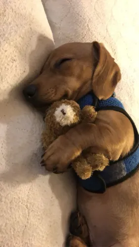 LINDAS FEMINHAS BASSET - MINI- RECEBA AINDA HOJE