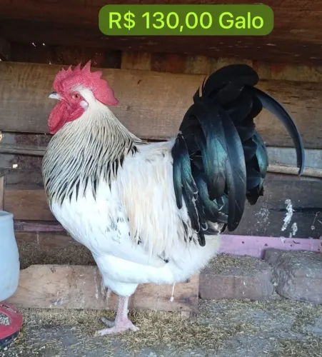 Galos e frangos 