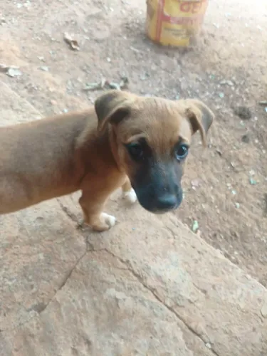 CACHORRINHOS PARA ADOÇÃO