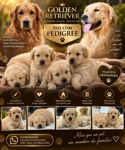 Filhote de Golden retriver
