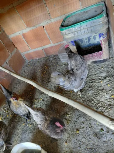 Mini polaca