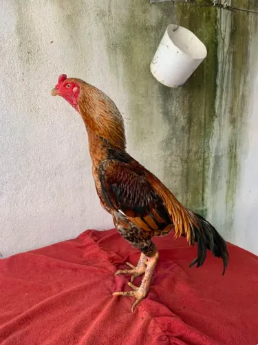 Frango