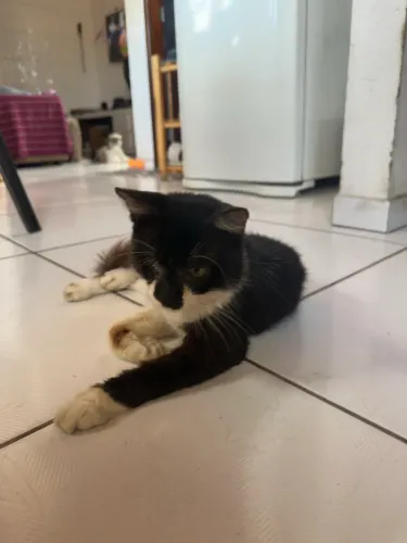 Gatinho macho pra adoção 