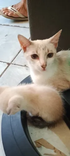animais