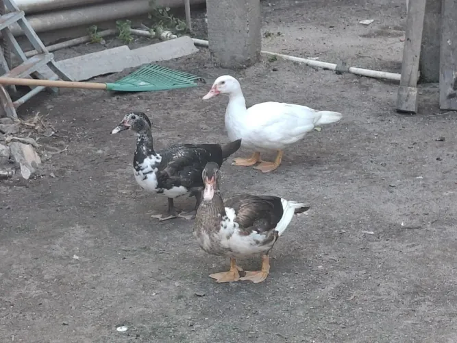 Lote Patos adultos e filhotes