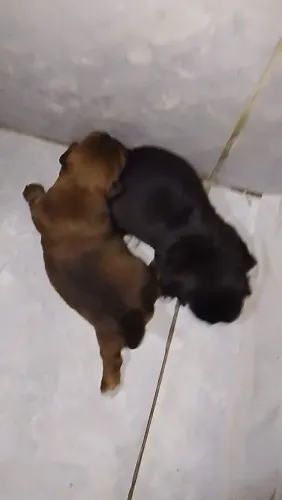 Vendo filhotes de Shitzu 
