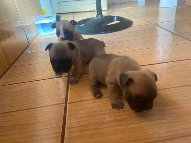 Filhotes de buldogue francês