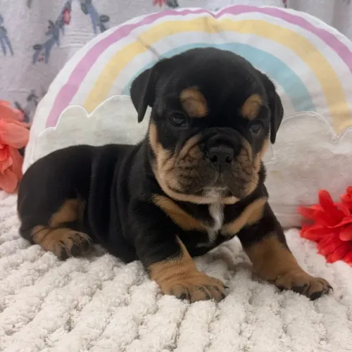 BullDog Inglês:O companheiro pefeito para tardes preguiçosas no sofá.