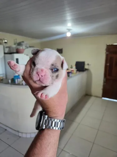 Bulldog francês