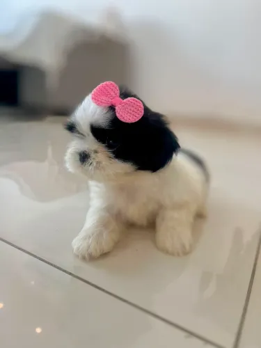 FILHOTE DE SHIHTZU MINI 
