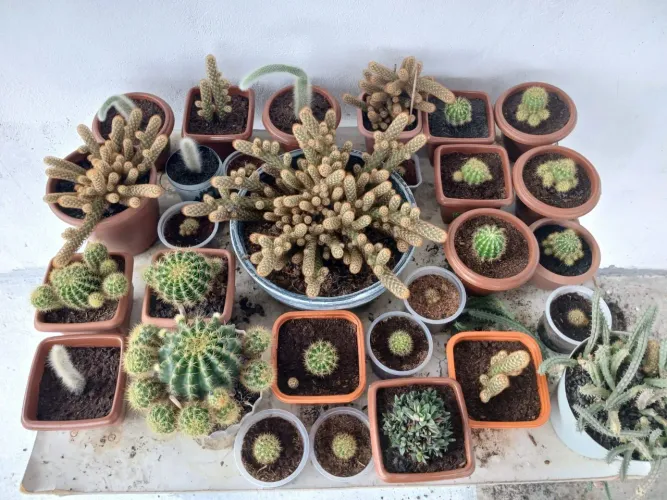 Cactos Variados