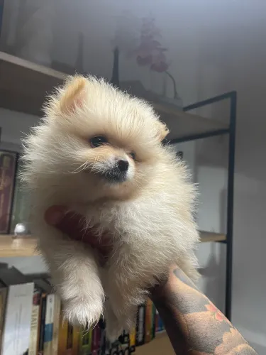 Vendo Filhotes de cachorro da Raça Sptiz Alemão