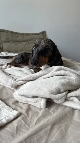 Basset Dachshund (salcichinha) macho