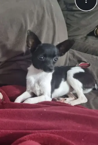 VENDO 3 PINCHER FÊMEA ADULTAS E 1 MACHO 
