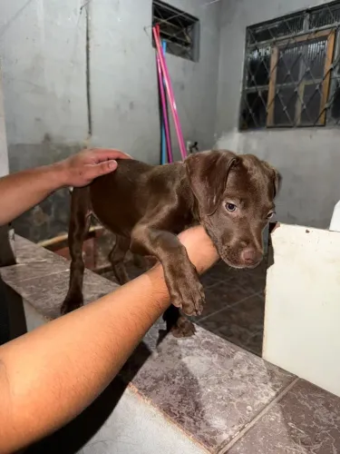 Filhotes para doação