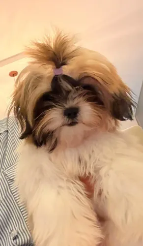 filhote cachorro shih tzu