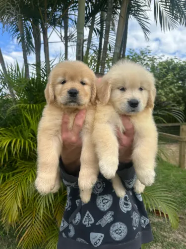 Golden retriever