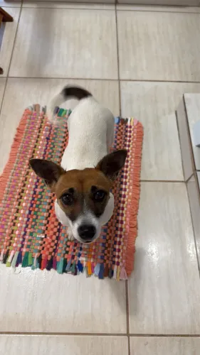 Jack russell terrier