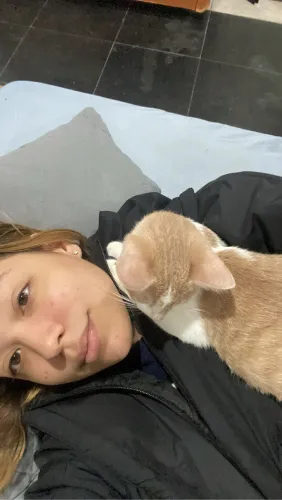 Gato Laranjinha para Adoção 