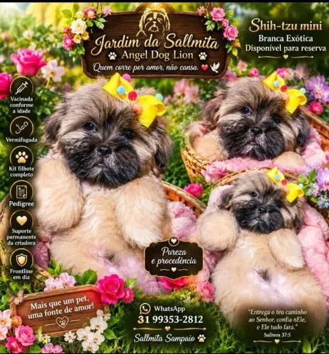 Shihtzu filhote mini