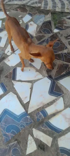 Vendo esse cachorro macho
