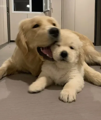 Golden Retriever charmoso