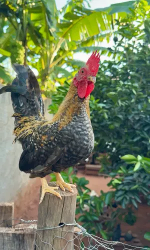 Franguinho garnize