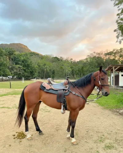 Cavalo Quarto de Milha QM PO