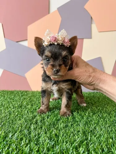Princesa Yorkshire Fêmea Encanto