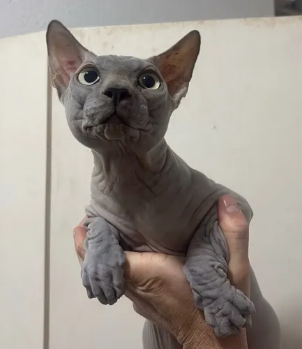SPHYNX MACHO - idade 9 meses
