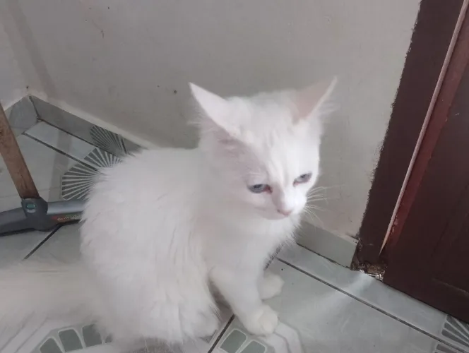 Doa-se gatos