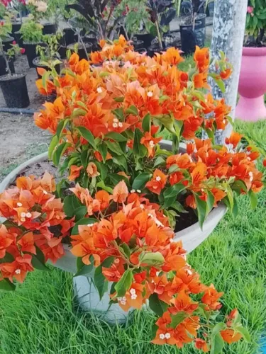 Plantas no vaso/ entregamos