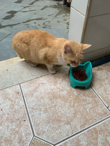 Gatinha abandonada para adoção 