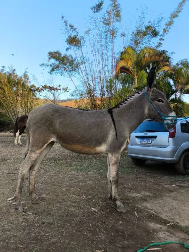 Jumenta pêga